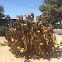 Beaver tail cactus