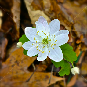 Wildflower by Jermaine Pollard - Instagram & Mobile Android