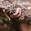 Soil Centipede