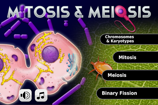 Biology Mitosis Meiosis L