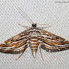 Crambid Micro Moth