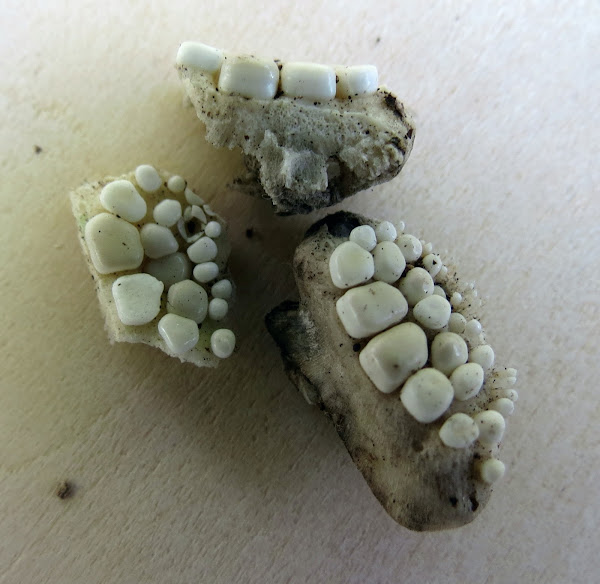 Pharyngeal teeth, black drum Project Noah