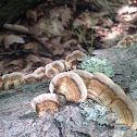 Turkey tail fungi