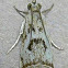 Elegant Grass-veneer Moth