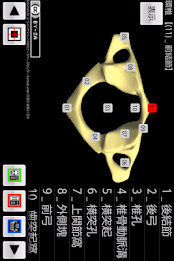 和鍼灸院式骨学R 2D poster 18