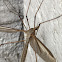 Crane fly