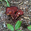 Polypore mushroom