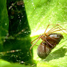 Spitting spider - Aranha cuspideira