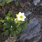 Narcissus-flowered anemone