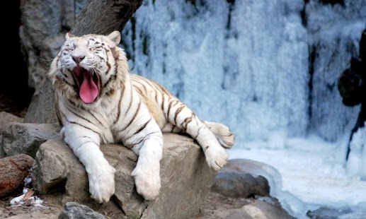 How to download Tiger HD LWP Full 1.0 unlimited apk for laptop