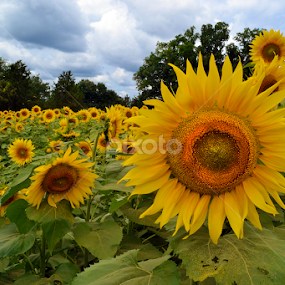 We Are In This Together by Corinne Noon - Flowers Flower Gardens