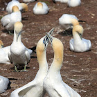 Northern Gannet