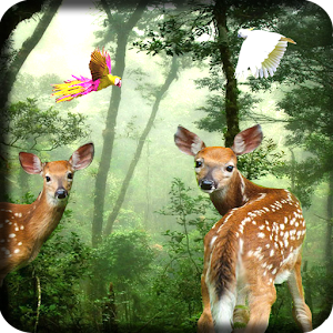 Rain Forest Live Wallpaper 1.07