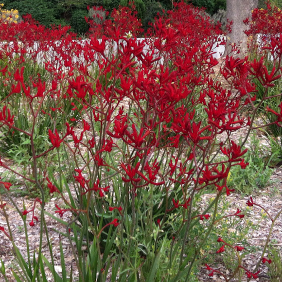 Kangaroo Paws Project Noah