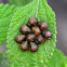 Shield bug nymphs