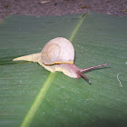 Caracol (Snail)
