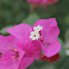 Bougainvillea