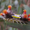 Mottled cup moth