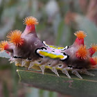 Mottled cup moth