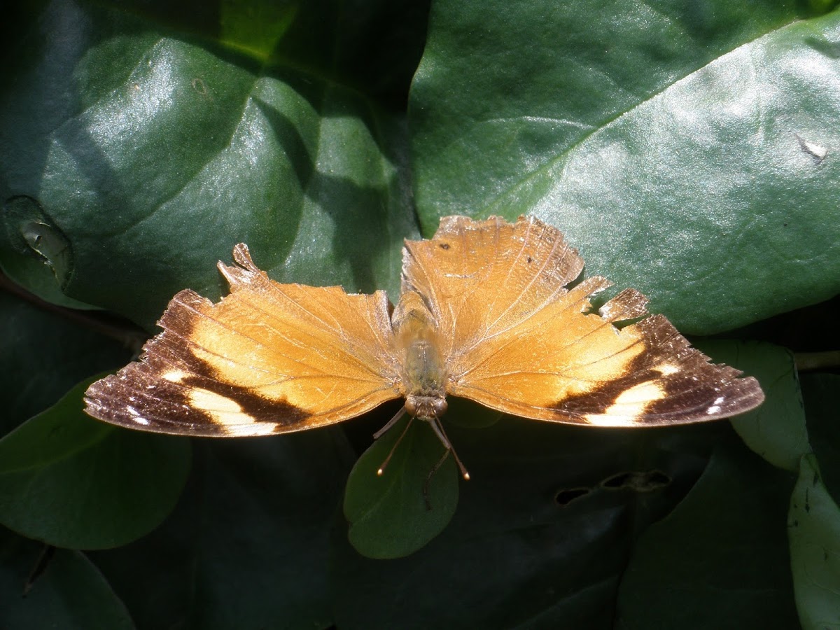 Autumnleaf Butterfly