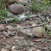 Fiery-necked Nightjar chicks