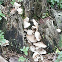 Oyster mushroom