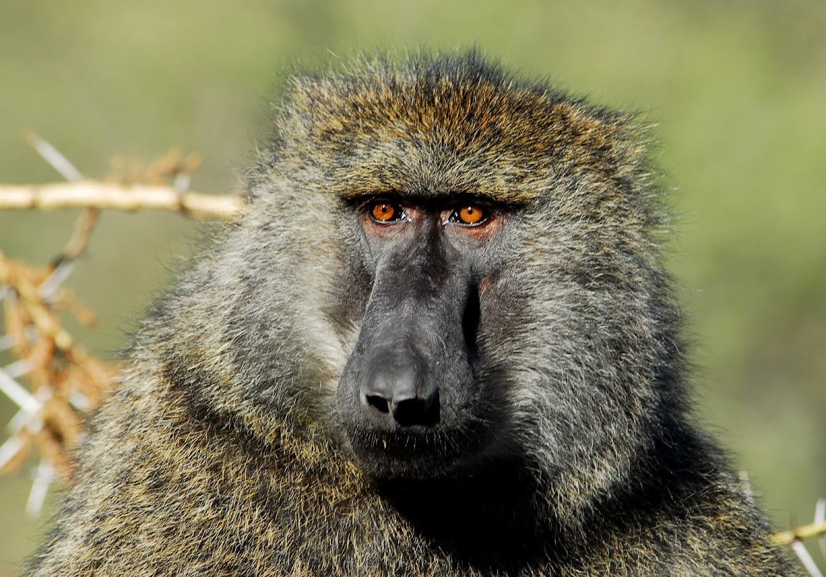 Savanna BaboonOlive race; in SwahiliNyani Project Noah