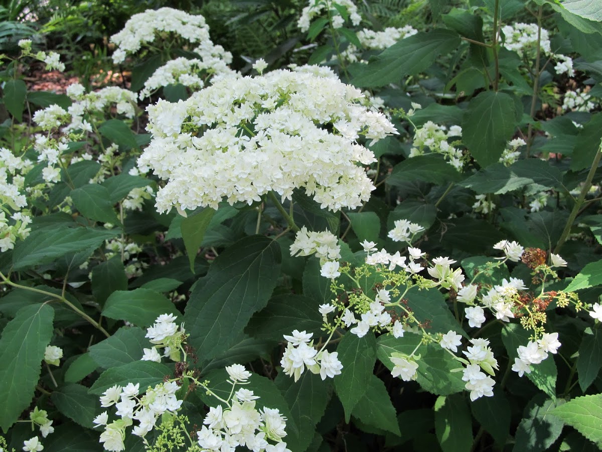 Hydrangea ‘Hayes Starburst’ | Project Noah