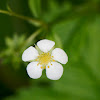 Wild strawberry