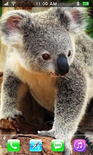Koala Australian HQ LWP Screenshots 4