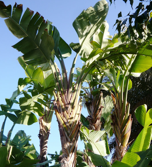 Plátano, banana, banano, cambur, topocho o guineo | Project Noah