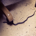 Eastern (Black) Rat Snake