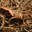 Prairie Crayfish