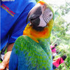 Hybrid or Rainbow Macaw or Catalina