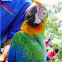 Hybrid or Rainbow Macaw or Catalina
