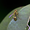 Social wasp