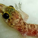 Mediterranean house gecko