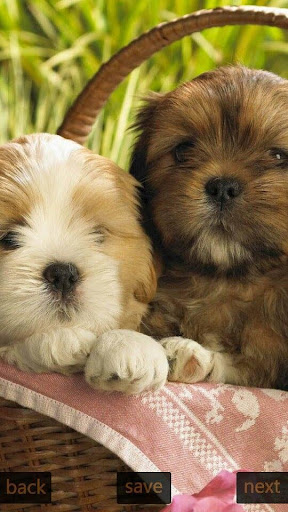 Inspic Puppies Wallpapers HD