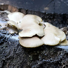 Indian Oyster, Phoenix Mushroom or Lung Oyster