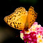 Common Leopard Butterfly