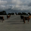 Chincoteague Ponies