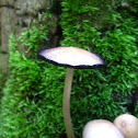 Coprinoid Mushroom