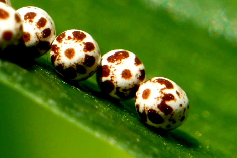Moth Eggs