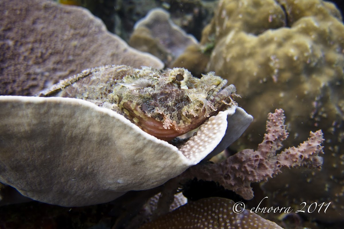 Bearded Scorpionfish