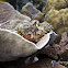Bearded Scorpionfish