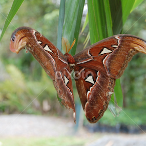 by Arfa Mantoeng - Animals Insects & Spiders