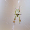 Skull spider (Enamel spider)