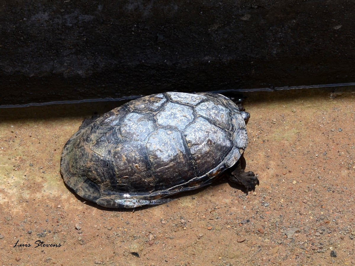 Mexican Mud Turtle