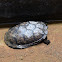 Mexican Mud Turtle