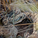 prairie rattlesnake